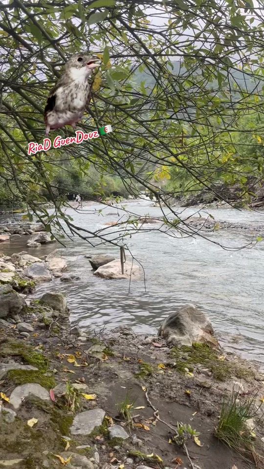TikTok video thumbnail by riad_guendouz_730_