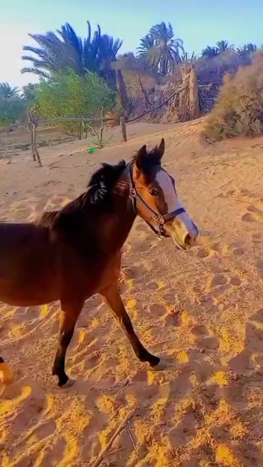 TikTok video thumbnail by ghaliafif2