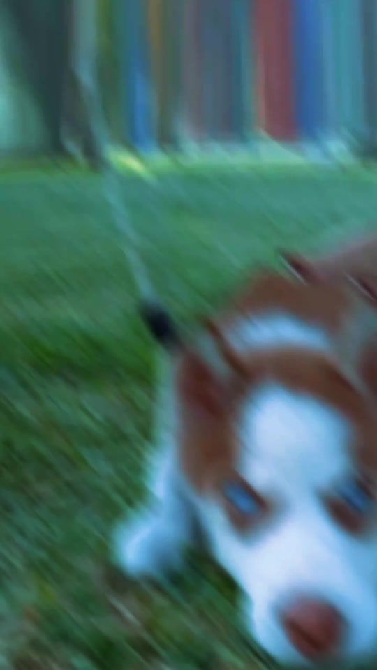 TikTok video thumbnail by percymilitar
