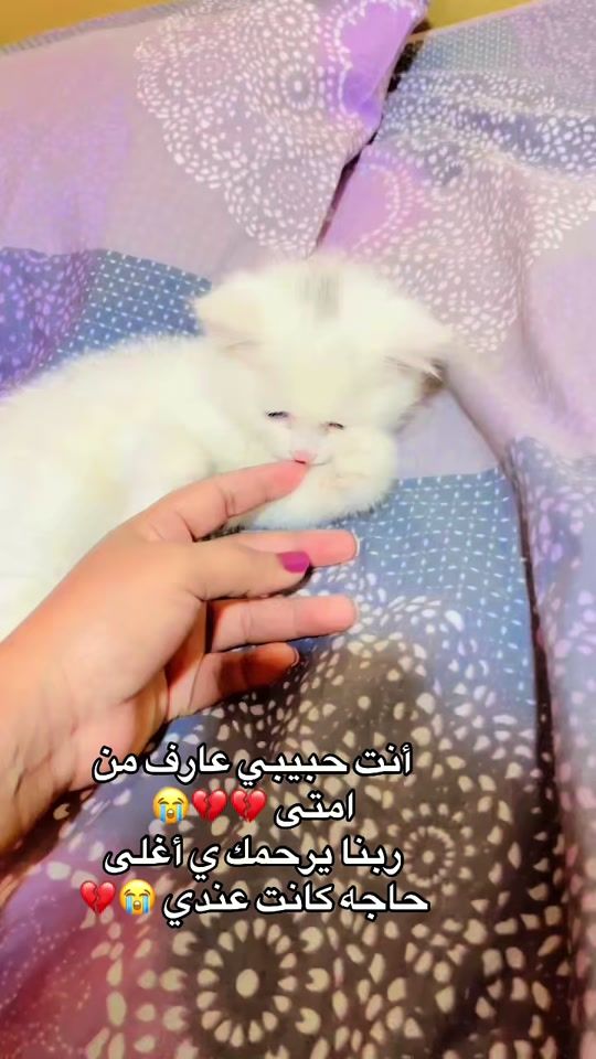 TikTok video thumbnail by user02703295
