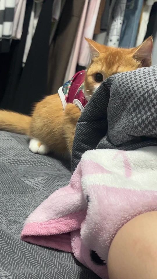TikTok video thumbnail by pang_urw