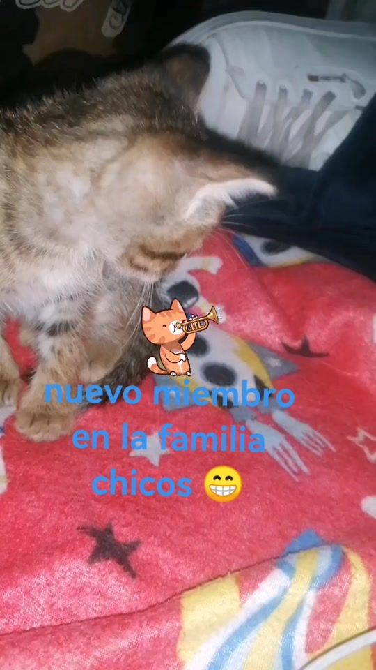 TikTok video thumbnail by suaaliciamerarilp