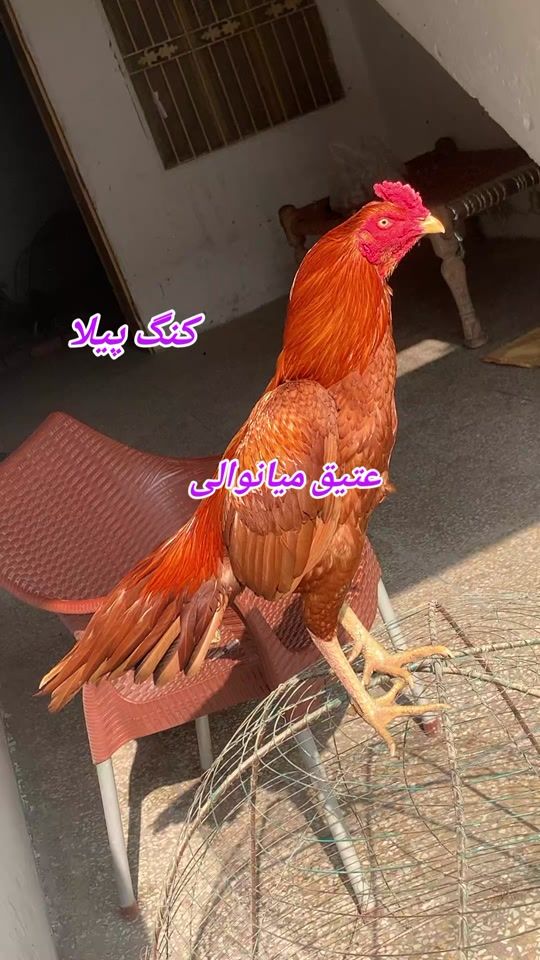 TikTok video thumbnail by atiq.mianwali7940