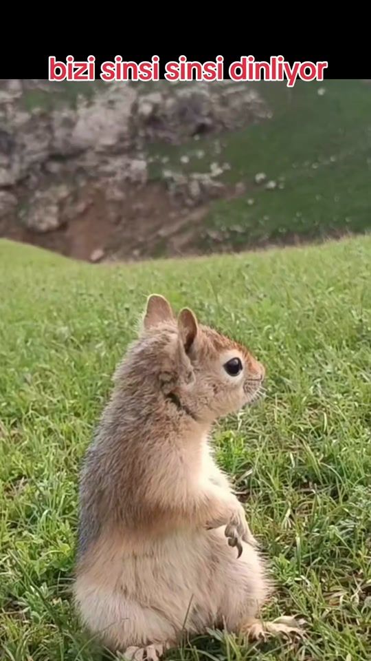 TikTok video thumbnail by abdullah.yagan.730