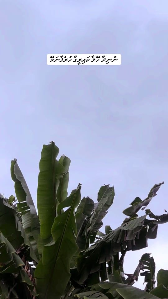 TikTok video thumbnail by aishahalym