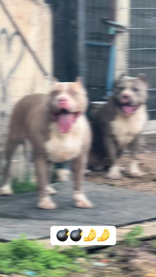 TikTok video thumbnail by boyka.464