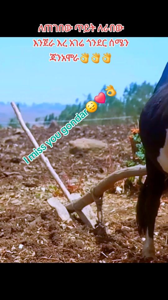 TikTok video thumbnail by fikireab130