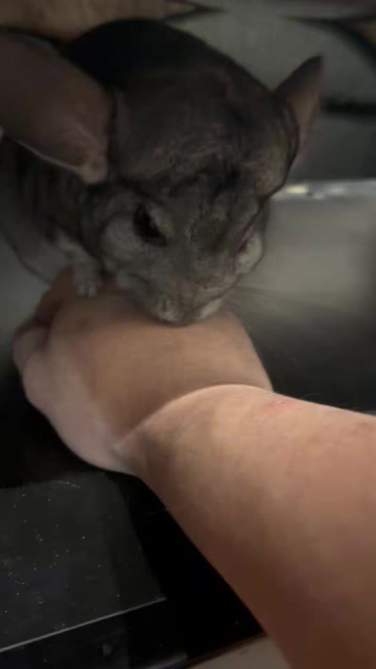 TikTok video thumbnail by ohagitopapa