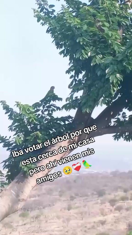 TikTok video thumbnail by evlynlpz