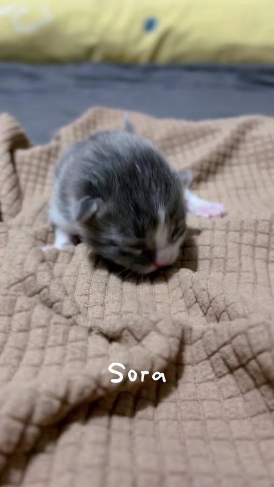TikTok video thumbnail by solashex