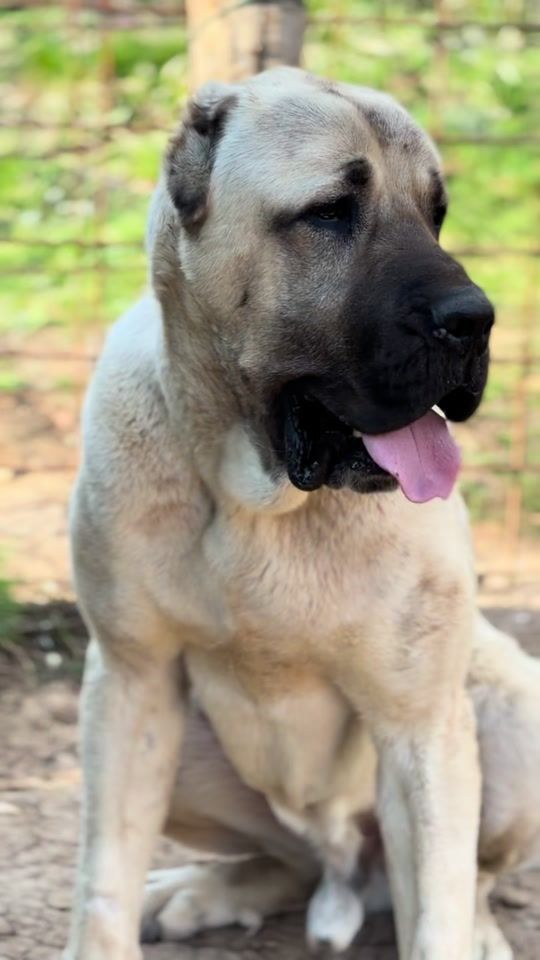 TikTok video thumbnail by kangalempire