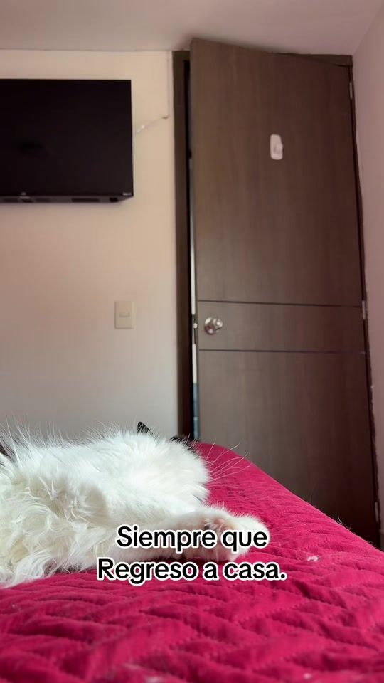 TikTok video thumbnail by jeffer_gonz_