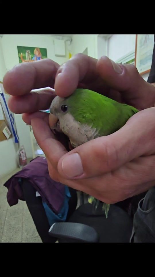 TikTok video thumbnail by ramla_loves_animals