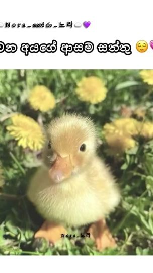 TikTok video thumbnail by koreannora11.11