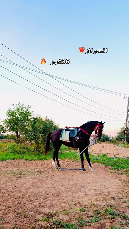 TikTok video thumbnail by fr.05.ag