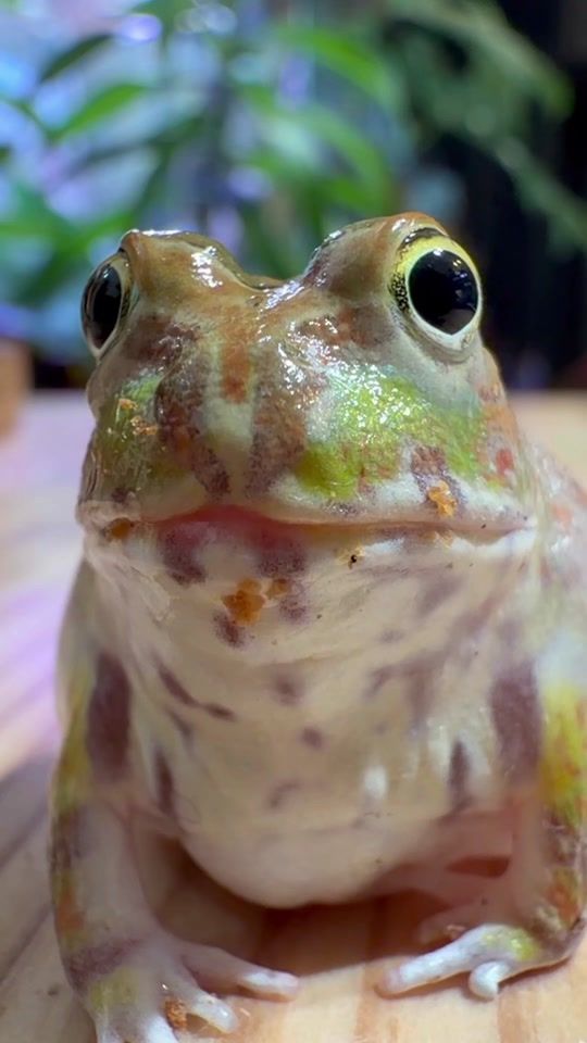 TikTok video thumbnail by mushi_frog