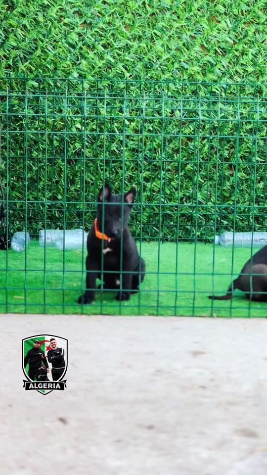 TikTok video thumbnail by malinois_bordj