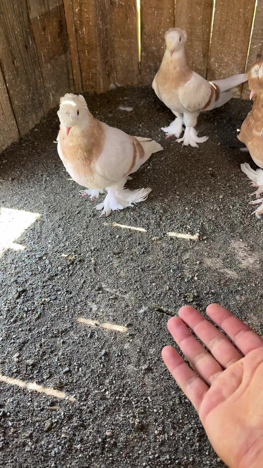 TikTok video thumbnail by hasan.kurban