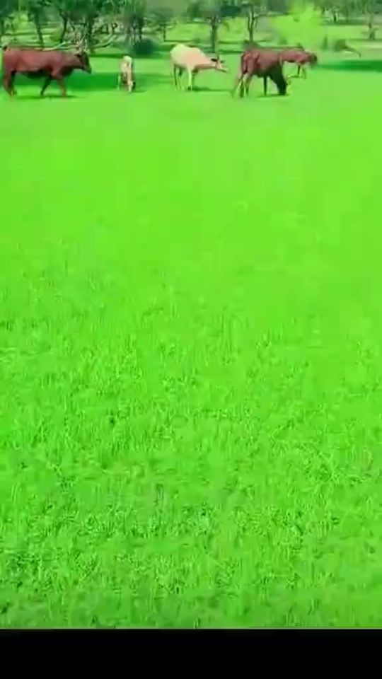 TikTok video thumbnail by elwardawi08