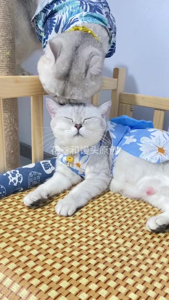 TikTok video thumbnail by hacuc.66