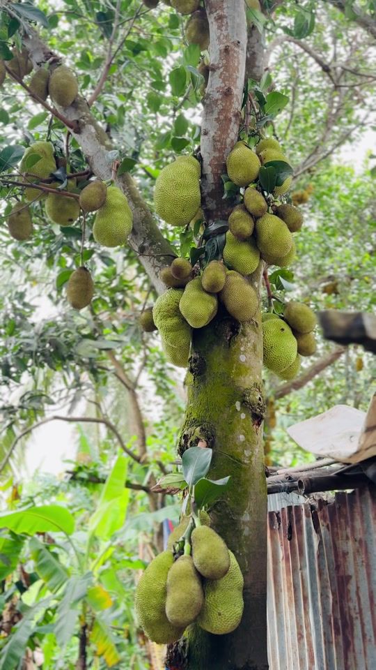 TikTok video thumbnail by mdnahid8220