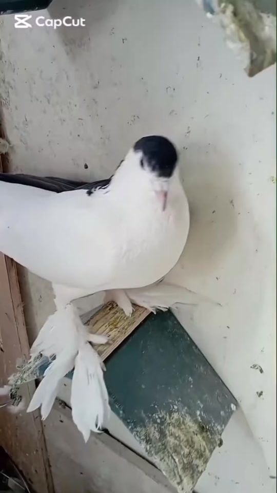 TikTok video thumbnail by melhem..barakat