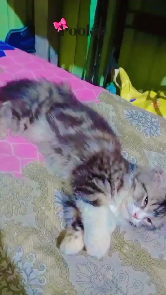 TikTok video thumbnail by tumpa..31
