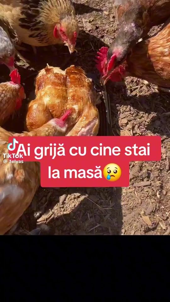 TikTok video thumbnail by vadim.cociorva0