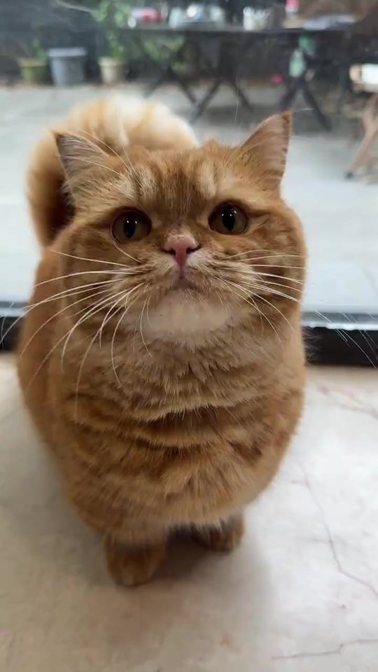 TikTok video thumbnail by user8577453459605
