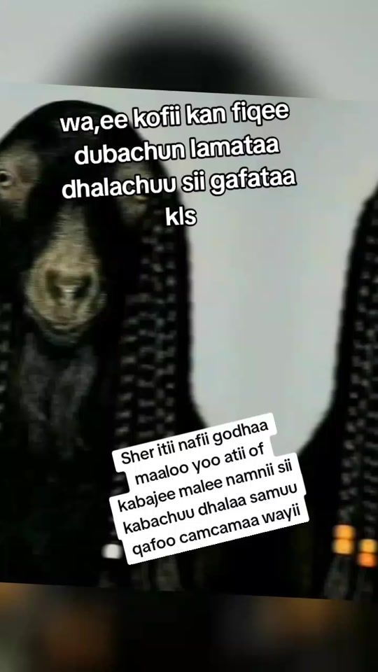 TikTok video thumbnail by henamokonen2