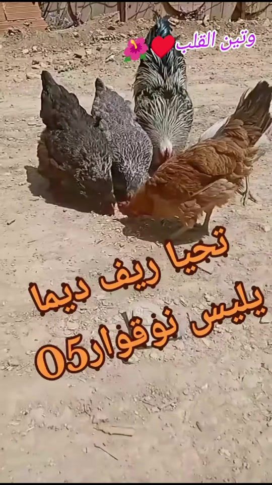 TikTok video thumbnail by chawia_05_05