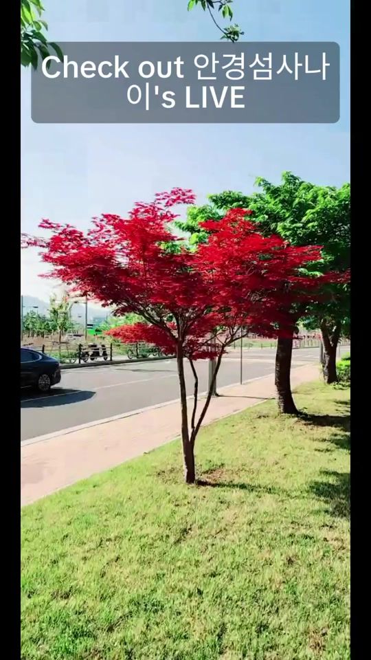 TikTok video thumbnail by leexc50
