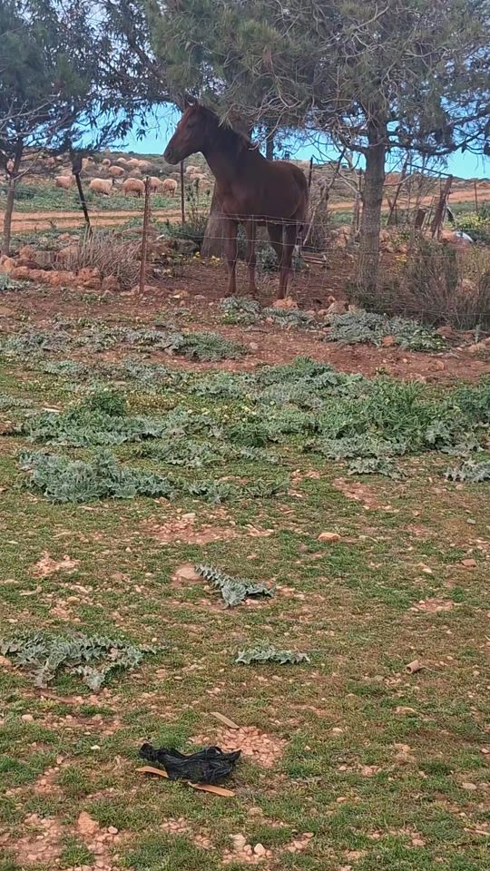 TikTok video thumbnail by slemanalobid