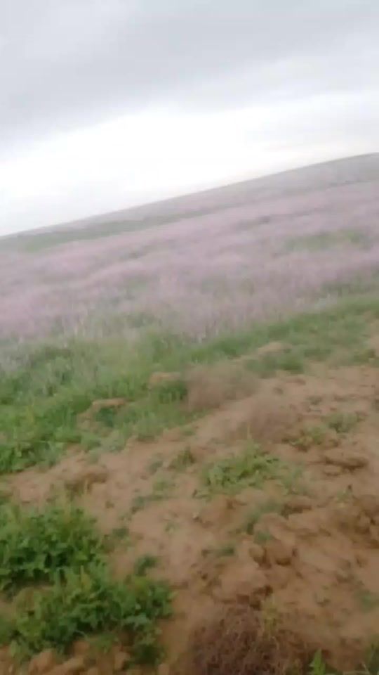 TikTok video thumbnail by shodmon711