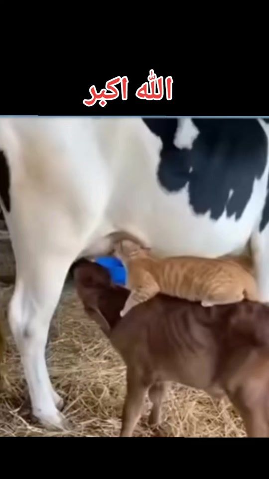 TikTok video thumbnail by jamalkhanmahsood