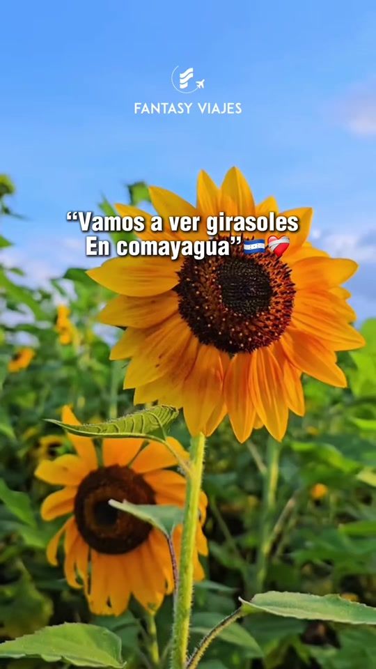 TikTok video thumbnail by fantasy_viajes