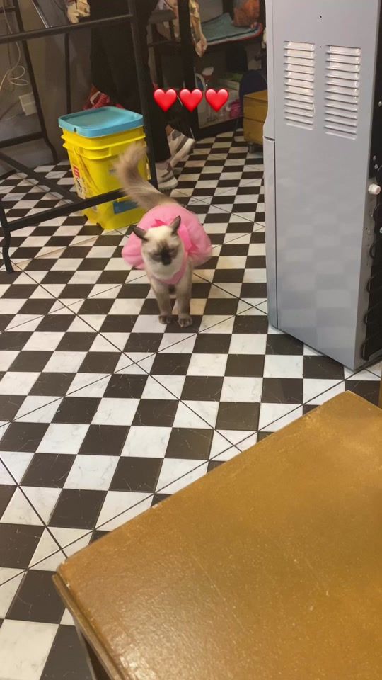 TikTok video thumbnail by avysdaily