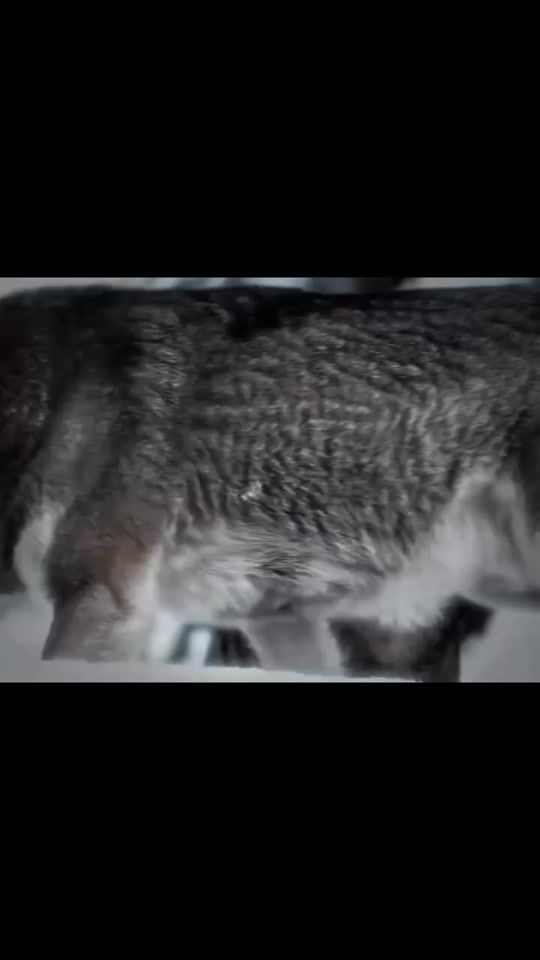 TikTok video thumbnail by _cesed_