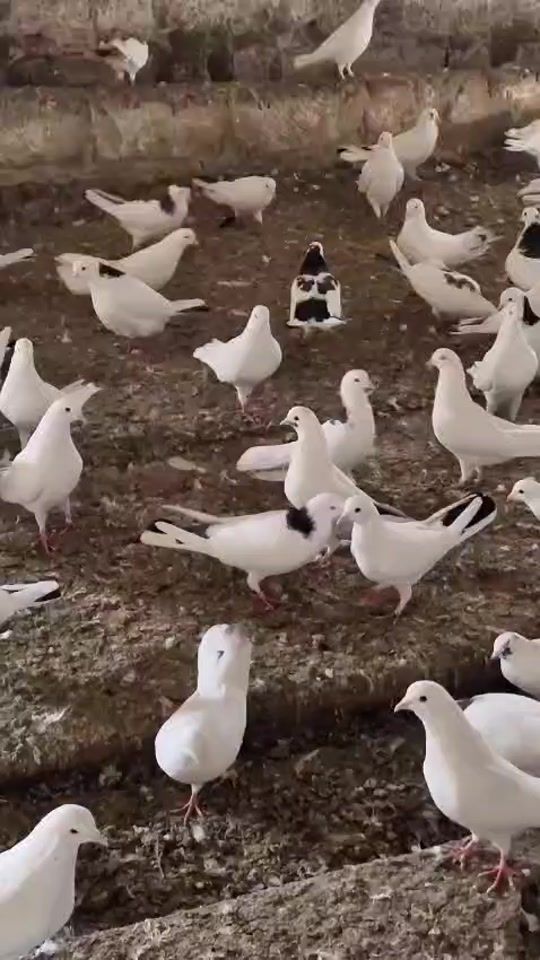 TikTok video thumbnail by avigold_734