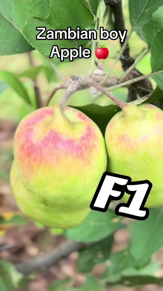 TikTok video thumbnail by fuzanithegreat