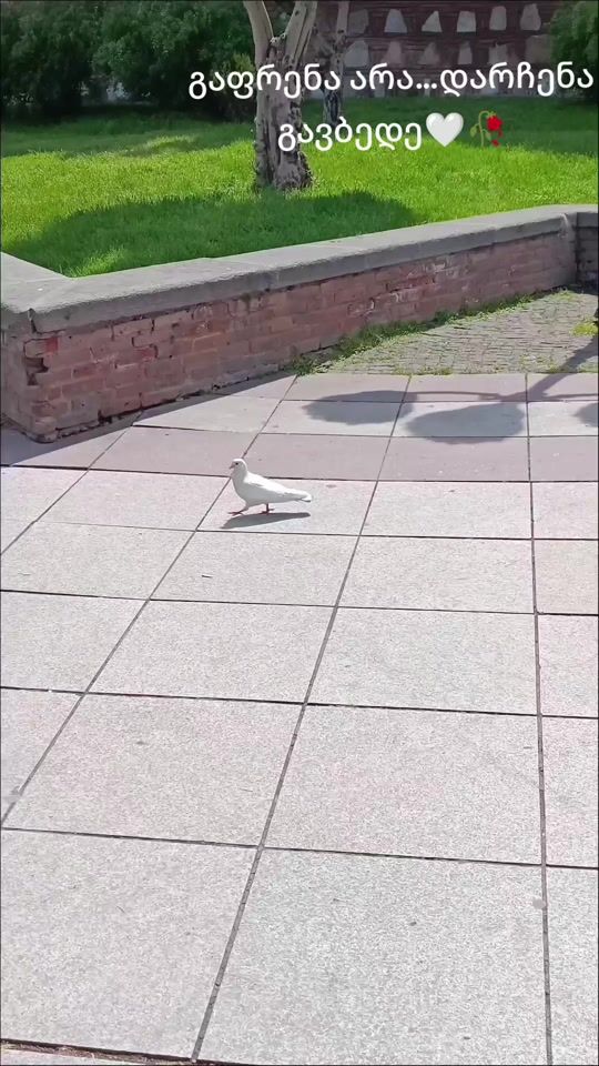 TikTok video thumbnail by maia.mtiralishvil
