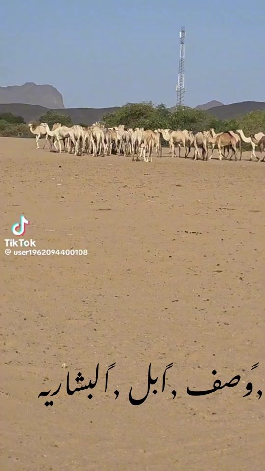 TikTok video thumbnail by mohammed.mahamoud0