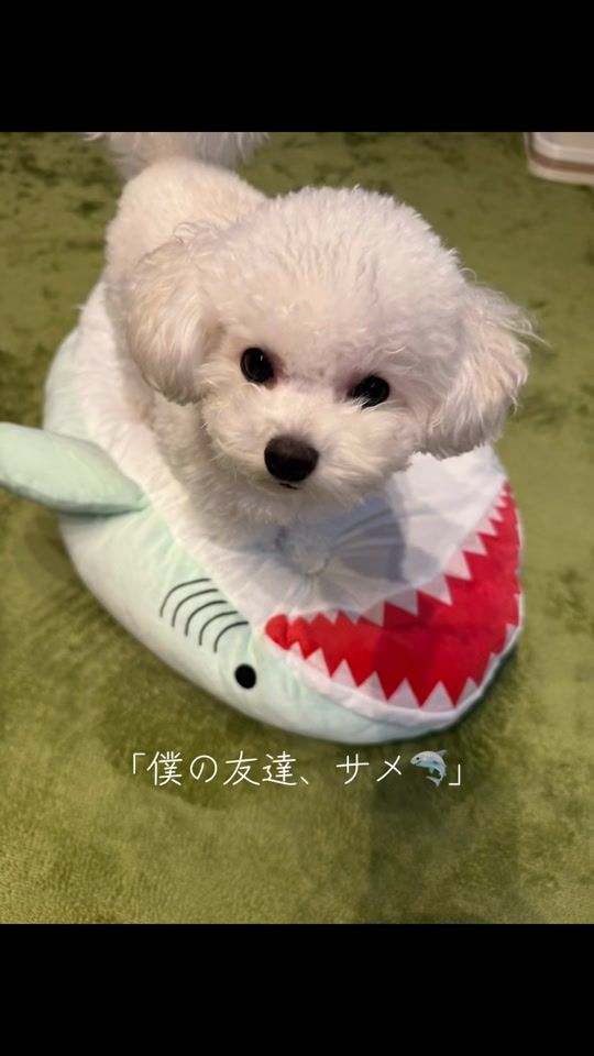 TikTok video thumbnail by su_zucha