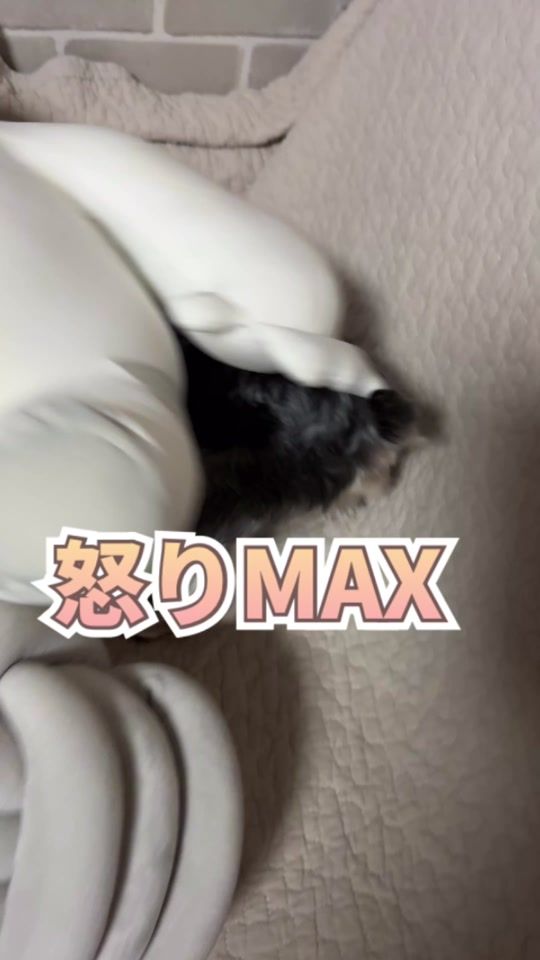 TikTok video thumbnail by user4802457700317