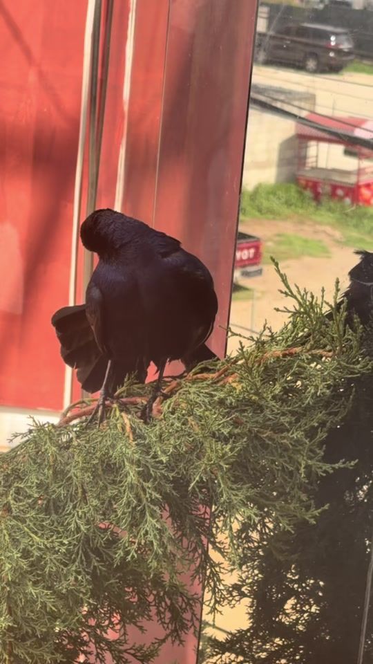 TikTok video thumbnail by pedroputojin1