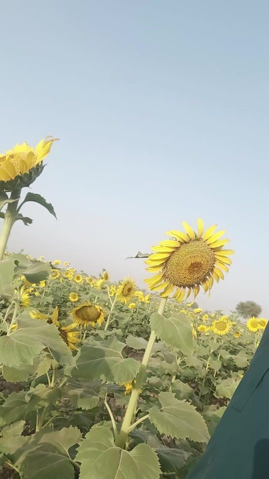 TikTok video thumbnail by wazirunar