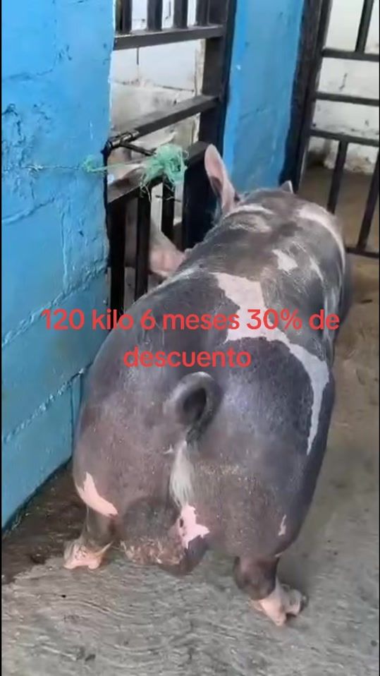 TikTok video thumbnail by el__sabanero