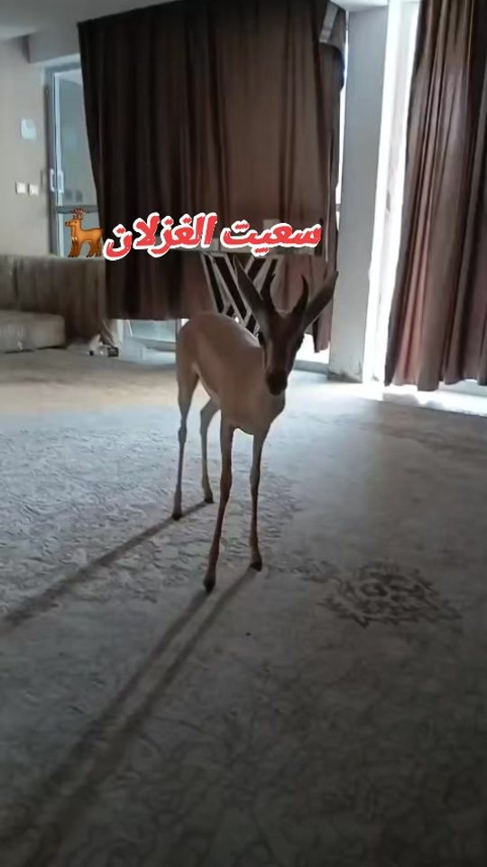 TikTok video thumbnail by wiss_hanifa