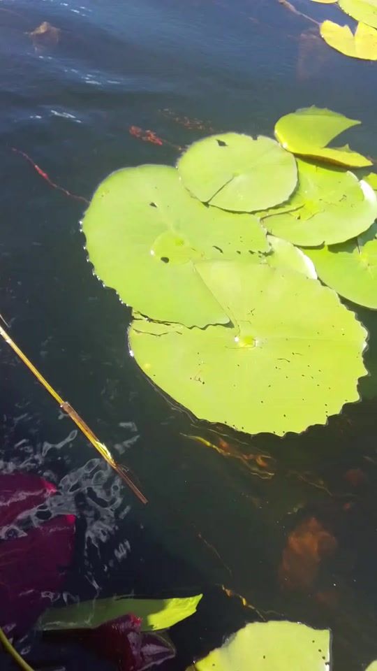 TikTok video thumbnail by user9996192509357memory