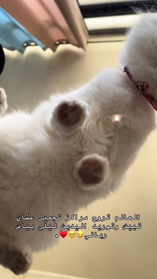 TikTok video thumbnail by lele._.cat_